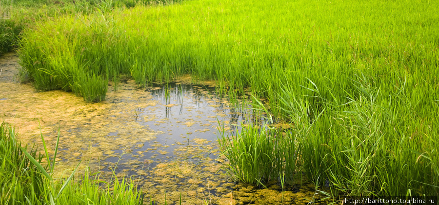 Так растет рис Краснодарский край, Россия