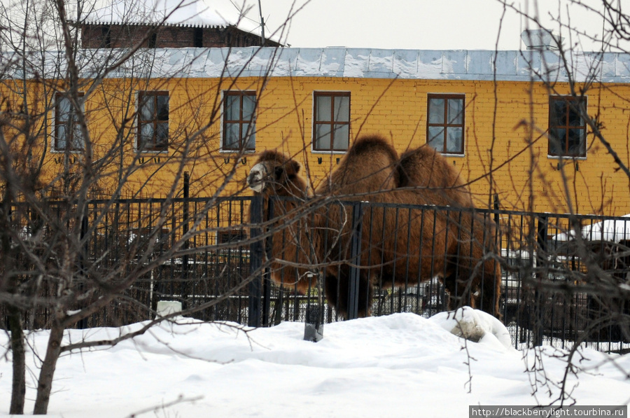 верблюд Коломна, Россия