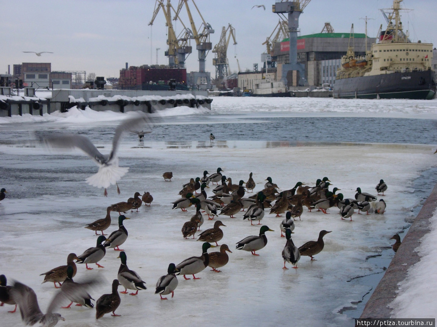 Куда деваются утки зимой? Санкт-Петербург, Россия