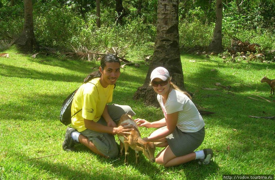 В мире животных Остров Боракай, Филиппины