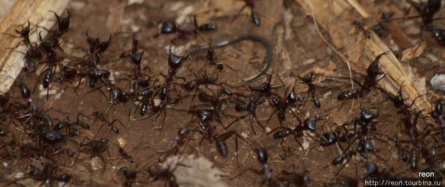 Кочевые муравьи на тропе Мбале, Уганда