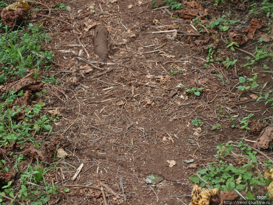 Муравьи могут поворачивать под прямым углом Мбале, Уганда