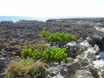 Такие ландшафты — не результат извержения вулкана, как мы вначале подумали, они получились в результате того, что море отступило и оставило на поверхности коралловые рифы. Если присмотрется, там кругом окаменевшие ракушки.