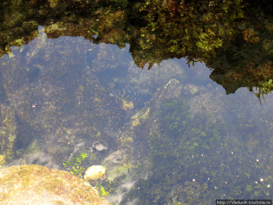 На дне сидела маленькая полосатая мурена. Мы опускали туда соломинку и она ее атаковала. Национальный парк Полуостров Гуанаакабибес, Куба