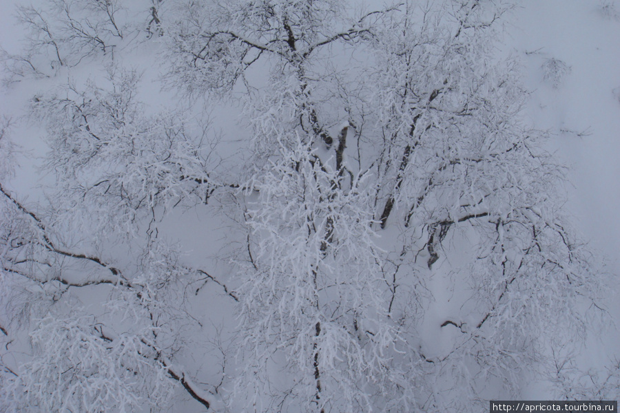 заснеженные деревья Красная Поляна, Россия