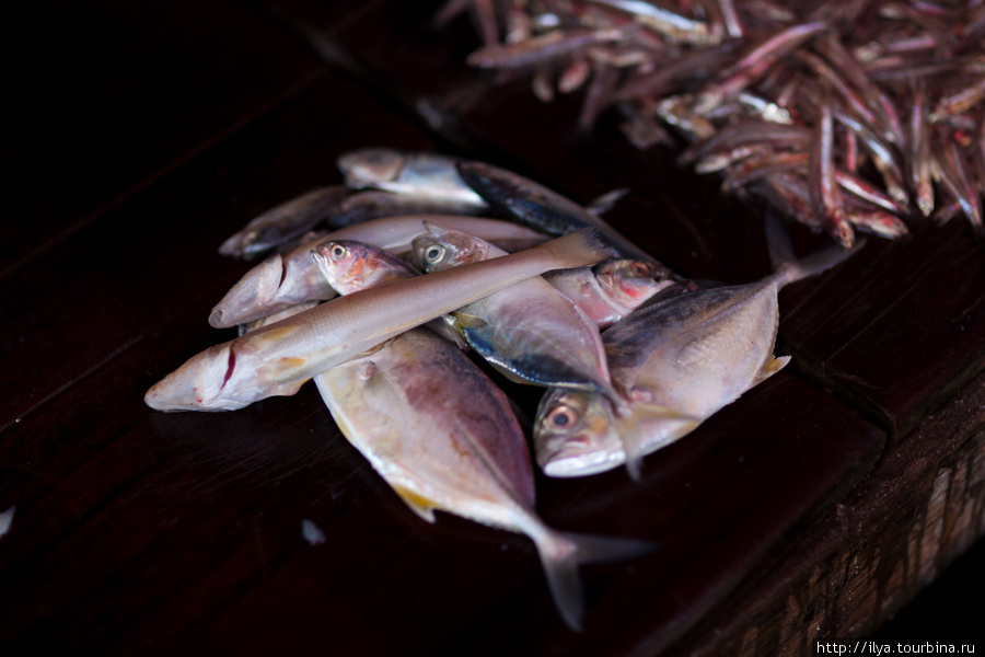 Рыбаки Шри-Ланка