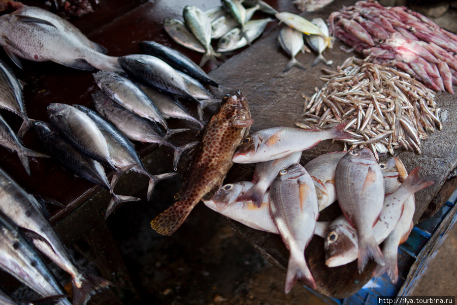 Рыба на шри ланке. Рыбный рынок Шри Ланка. Рыбы Шри Ланки. Рыба Шри Ланка.