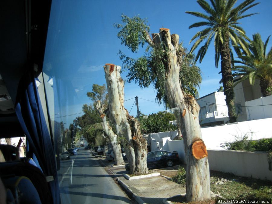 Оличковые деревья,которым более 1000 лет,хотя дендрохронологией никто не занимался и возраст не устанавливали. Тунис