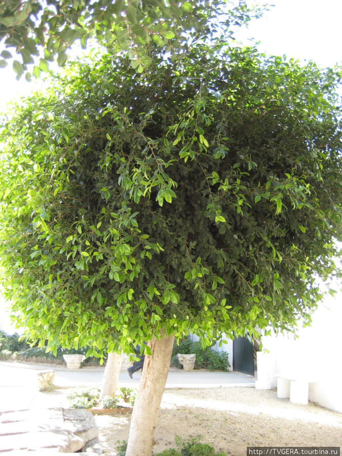Это хлебное дерево,но булки  на нем не растут ,а прсто мясистые плоды с косточкой размером с грейпфрут,очень калорийные. Тунис