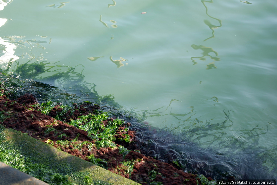Ступень поросли водорослями Венеция, Италия