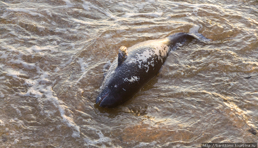 Я плохо разбираюсь в морских обитателях, но кажется это молодой мертвый дельфин? Тамань, Россия