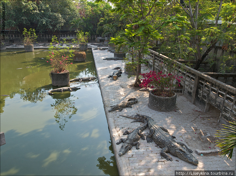Крокодилы и слоны Бангкок, Таиланд