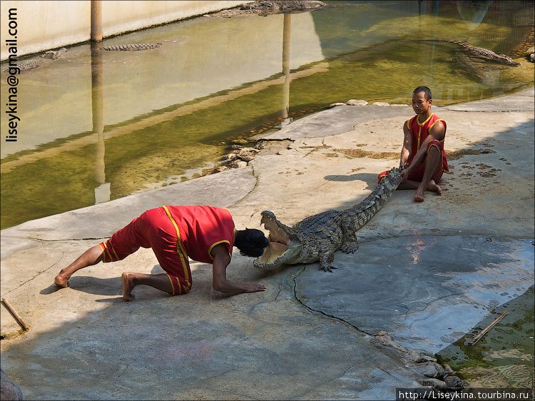 Крокодилы и слоны Бангкок, Таиланд