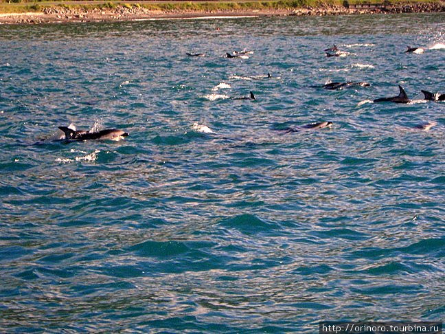 Дельфины в Каикоура, Новая Зеландия