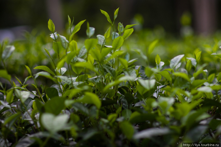 Сырьём для изготовления чая являются листья чайного куста, который выращивается в массовом количестве на специальных плантациях. Для произрастания чайного куста необходим тёплый климат с достаточным количеством влаги, не застаивающейся, однако, у корней. На Шри-Ланке сбор проводится до четырёх раз в год. Наиболее ценятся чаи первых двух урожаев. Шри-Ланка