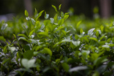 Сырьём для изготовления чая являются листья чайного куста, который выращивается в массовом количестве на специальных плантациях. Для произрастания чайного куста необходим тёплый климат с достаточным количеством влаги, не застаивающейся, однако, у корней. На Шри-Ланке сбор проводится до четырёх раз в год. Наиболее ценятся чаи первых двух урожаев.