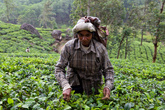 Наилучшее качество имеет, как считается, чай с высокогорных плантаций южной части острова (высота 2000 м над уровнем моря и выше). Чаи с прочих плантаций — средние по качеству.