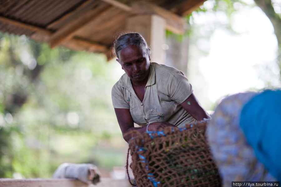 Чай собирают женщины. Мужчин на фабрике работает мало. Они выполняют только самую сложную работу, например колят дрова для печей или чинят станки. Шри-Ланка