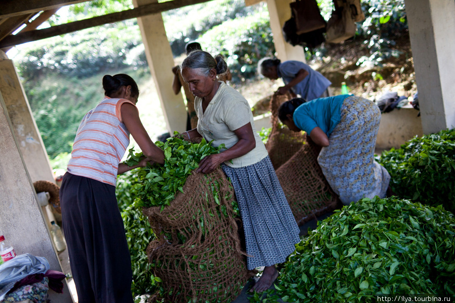 Итого за день сборщица чая зарабатывает до 500 рублей. Шри-Ланка