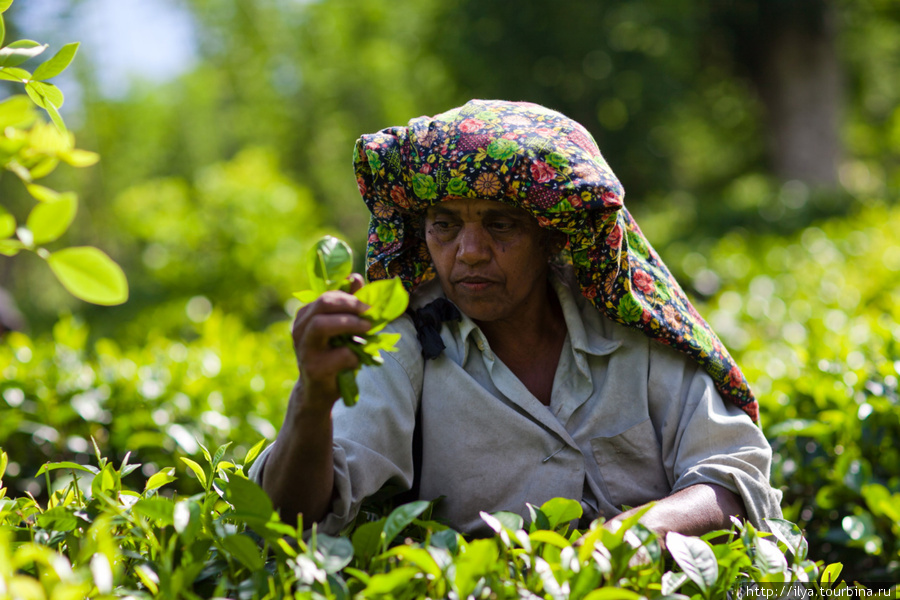 Наилучшее качество имеет, как считается, чай с высокогорных плантаций южной части острова (высота 2000 м над уровнем моря и выше). Чаи с прочих плантаций — средние по качеству. Шри-Ланка