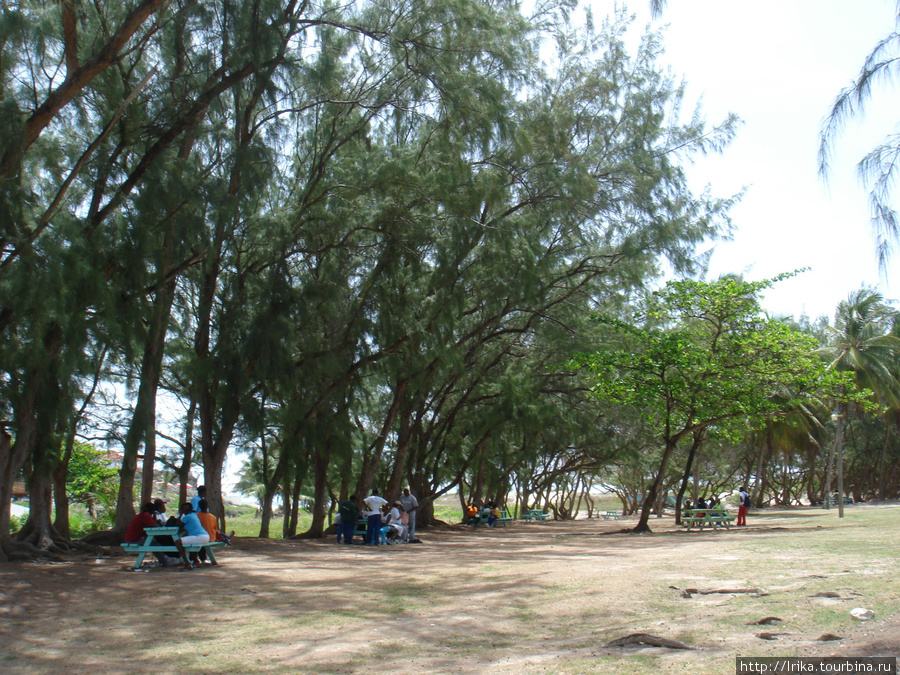 Парк рядом с пляжем Silver Sands Beach Барбадос
