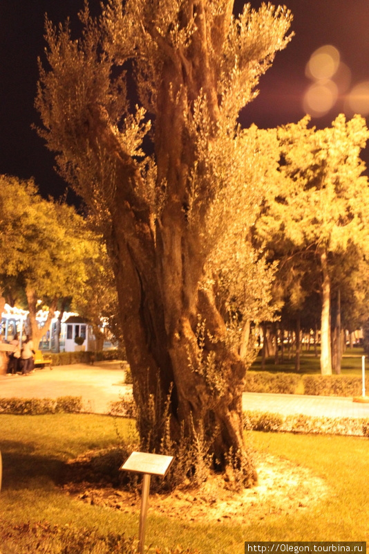 Оливковое дерево Баку, Азербайджан
