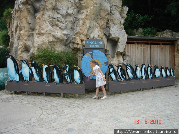 Пингины. Эволюция. Вена, Австрия