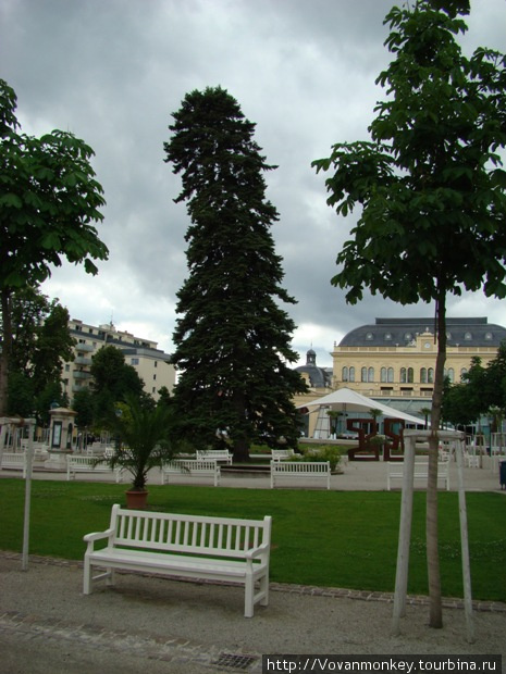 Падающая сосна Вена, Австрия