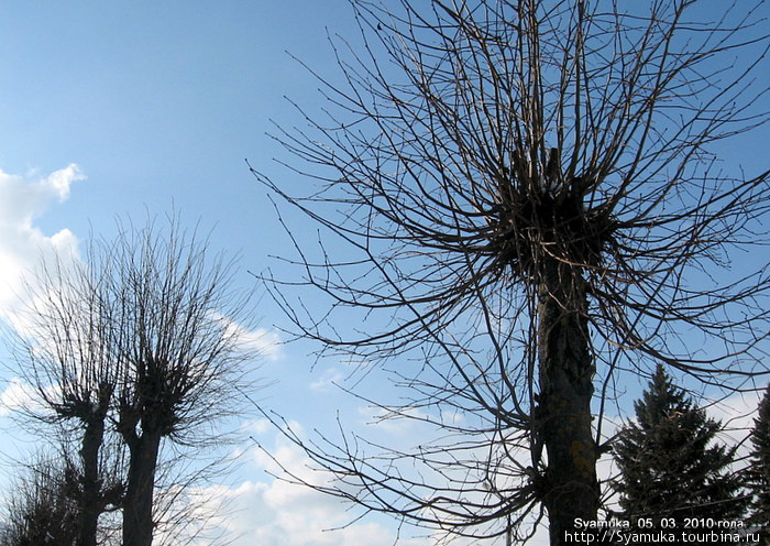 Стрижка деревьев и содержание их в аккуратности в Палехе может послужить примером многим городам России. Палех, Россия