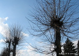 Стрижка деревьев и содержание их в аккуратности в Палехе может послужить примером многим городам России.