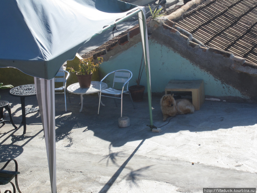 Гадкий чау-чау ночью гонял кошку на крыше и не давал спать Тринидад, Куба
