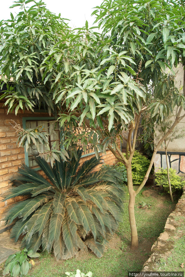 зелень во дворике Энтеббе, Уганда