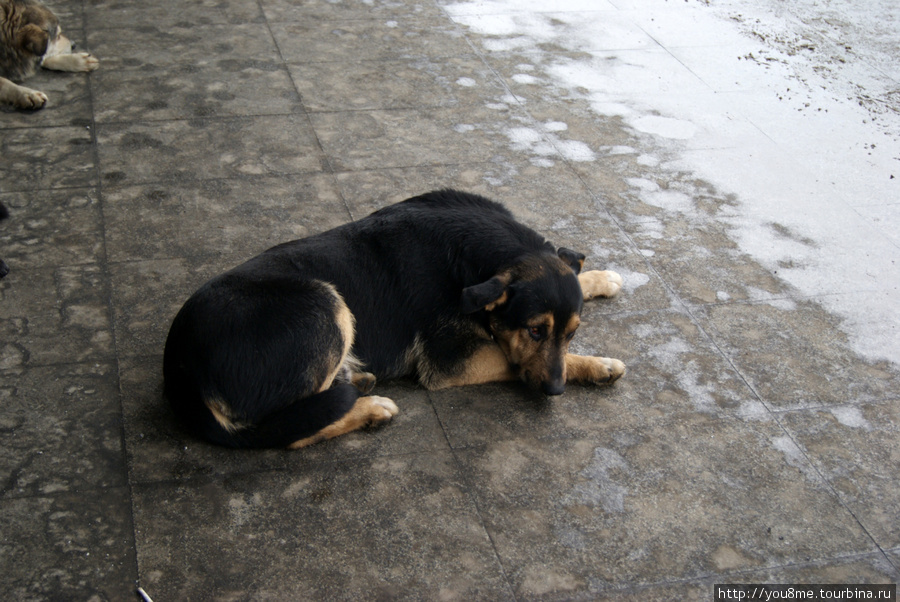 собака на холодном бетоне Москва, Россия