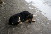 собака на холодном бетоне