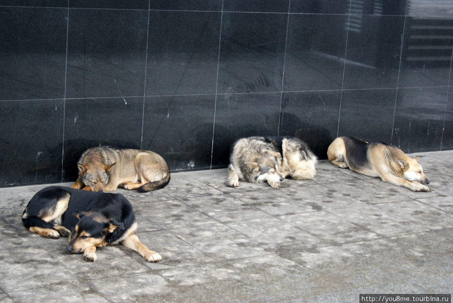 собаки Москва, Россия