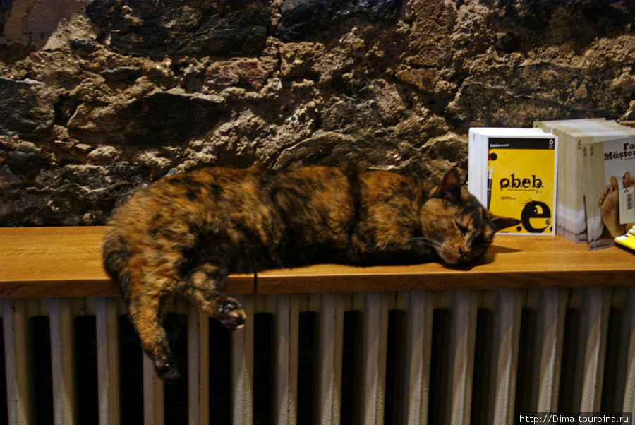 Кошка греется на батарее. Получилось даже погладить её, на что она ответила громким и довольным «Мяу!» Стамбул, Турция