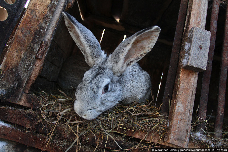 Зарайск и кролики Зарайск, Россия