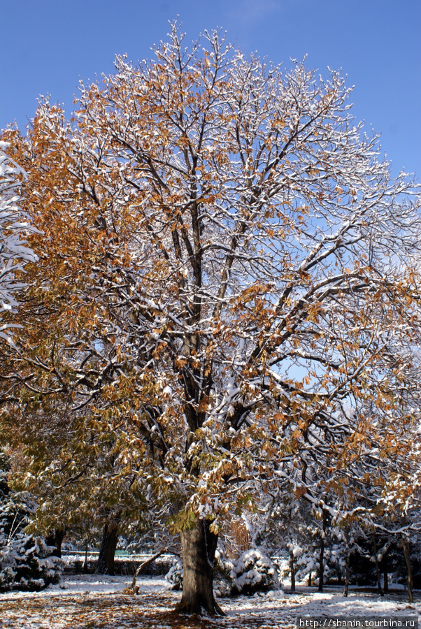 Дерево с листьями под снегом Алматы, Казахстан