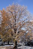 Дерево с листьями под снегом