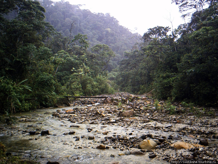 Джунгли эквадорской Амазонии Провинция Пастаса, Эквадор