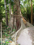 В тропическом дождевом лесу. Экскурсия полет гиббона — это 3200 метров экстрима на тарзанке!