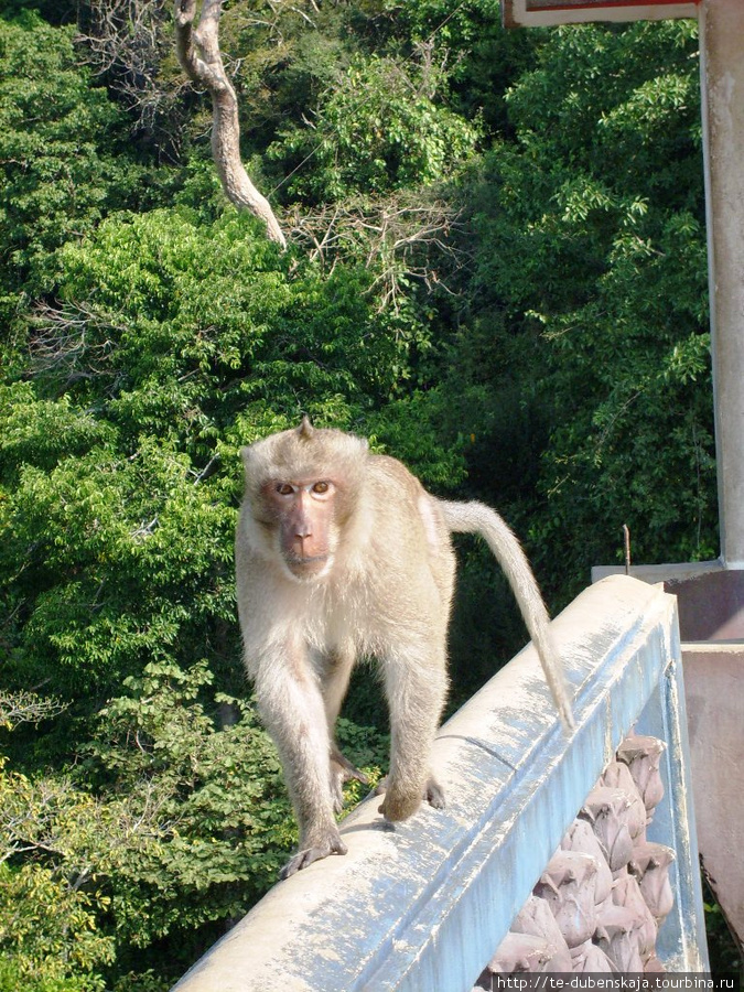 Страж храма диких обезьян. Паттайя, Таиланд
