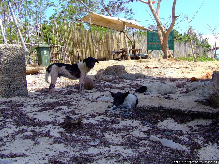 Соленые рыбацкие собаки Пуэрто-Принсеса, остров Палаван, Филиппины