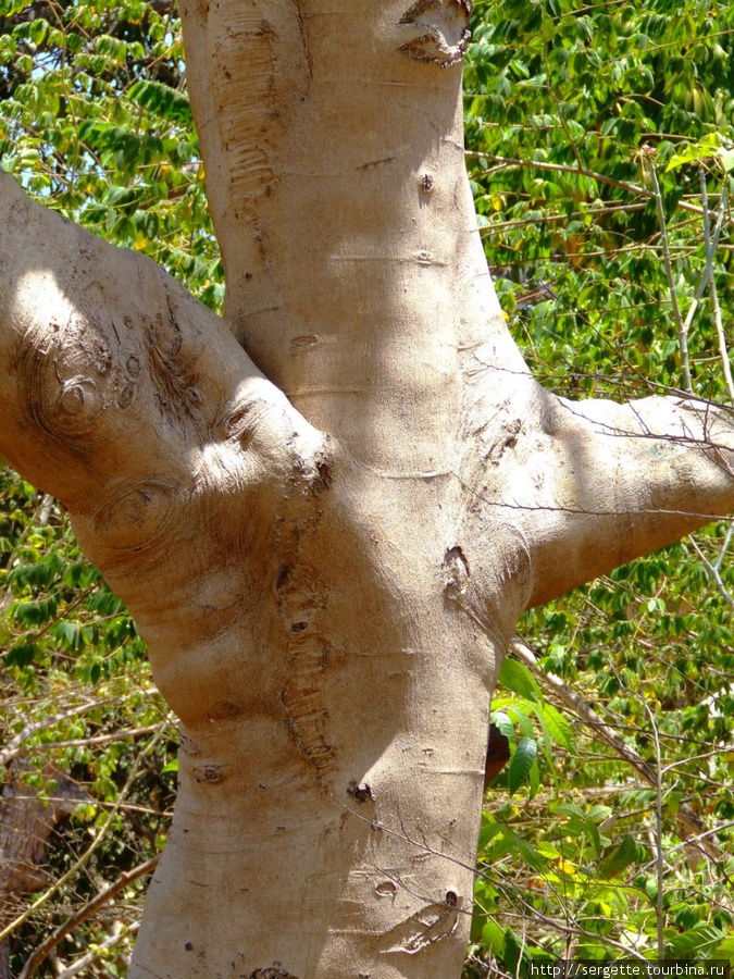 Ствол интересного дерева Пуэрто-Принсеса, остров Палаван, Филиппины
