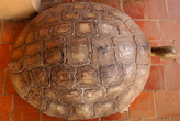 Каменная черепаха