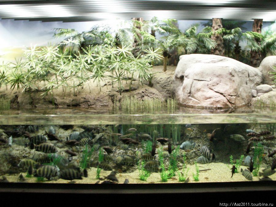 Шанхайский аквариум Шанхай, Китай