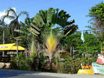 Веерная пальма