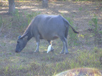 Марабу и ее корова МУ