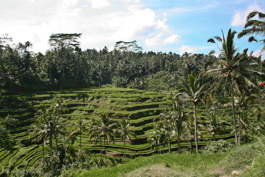 Балийские рисовые поля Бали, Индонезия