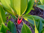 Цветок мангрового дерева